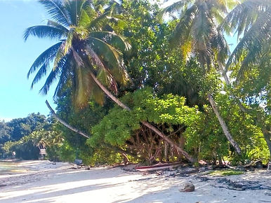 Beach Tarza-Diving a budget way to travel Raja Ampat