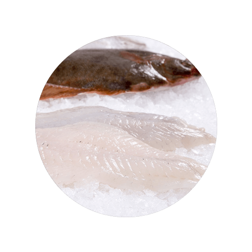 Frozen Flounder Big Catch