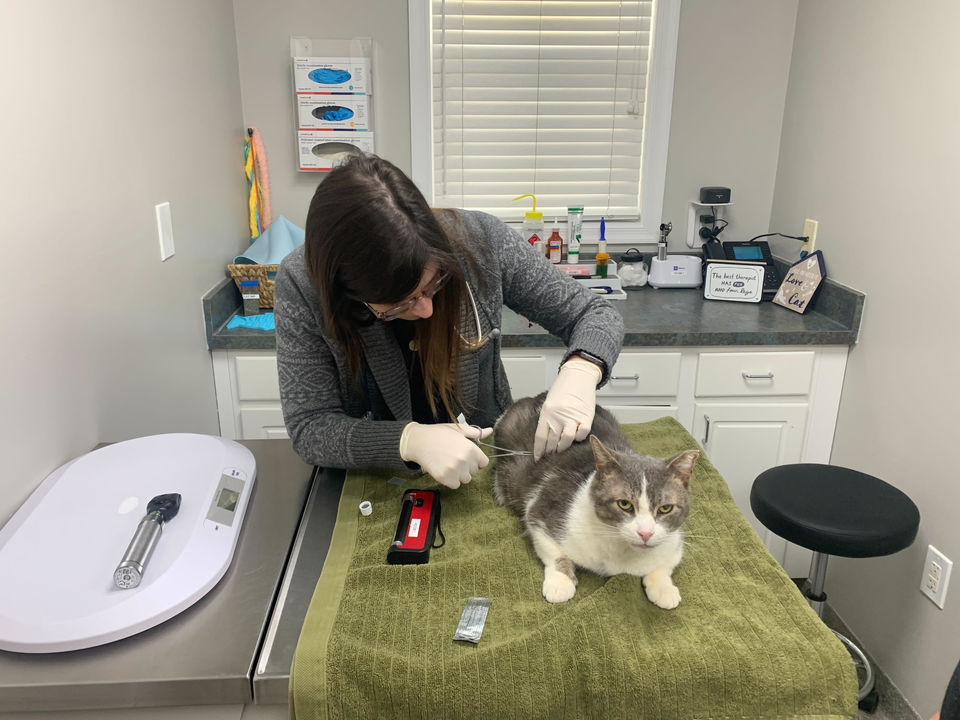 Audubon Family Veterinary Center NJ Cat Wellness