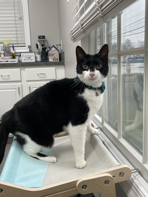 Audubon Family Veterinary Center NJ Cat Kitten