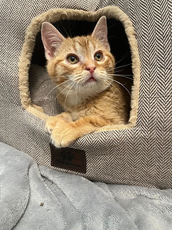 Image from iOS (4).jpg