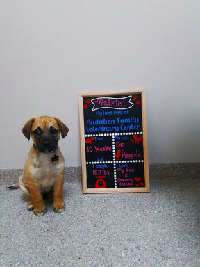 Audubon Family Veterinary Center NJ Dog Puppy Wellness