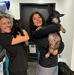 Veterinary Employees at Art City Vets in Philadelphia
