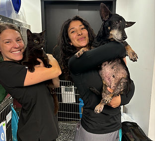 Veterinary Employees at Art City Vets in Philadelphia