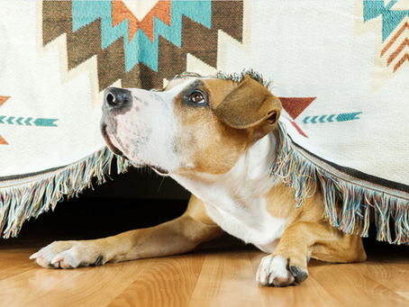 Understanding and Easing Your Pet’s Anxiety