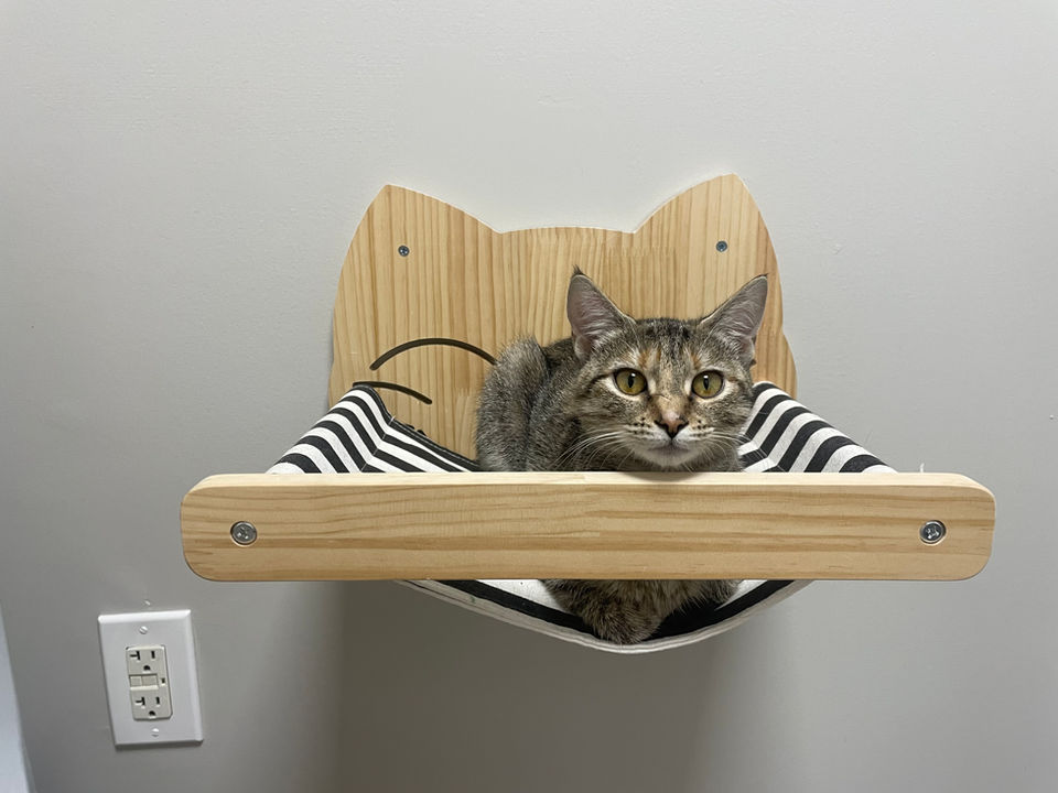 Audubon Family Veterinary Center NJ Feline Medicine