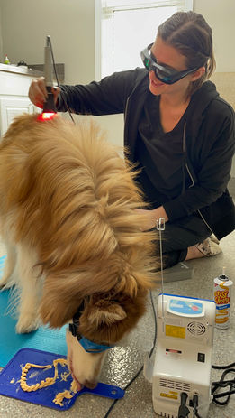 Audubon Family Veterinary Center NJ Laser Therapy