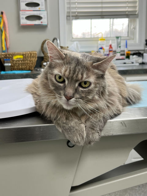 Audubon Family Veterinary Center NJ Pet