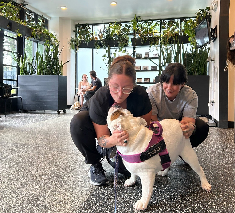 Helping Combat Pet Stress