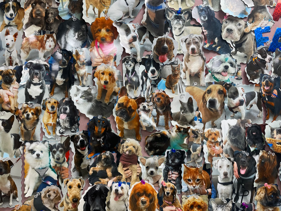 Audubon Family Veterinary Center NJ 