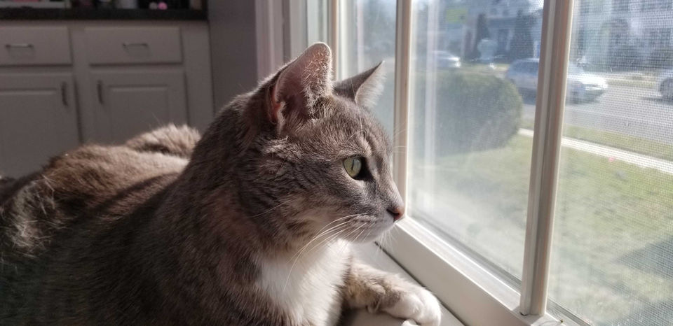 Audubon Family Veterinary Center NJ