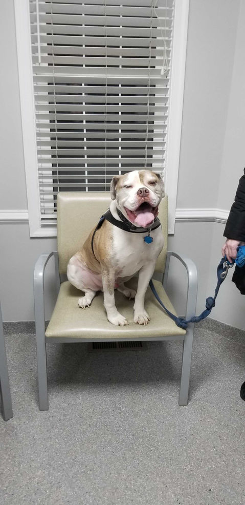 Audubon Family Veterinary Center NJ