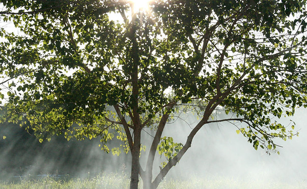 Misty Sunbeams