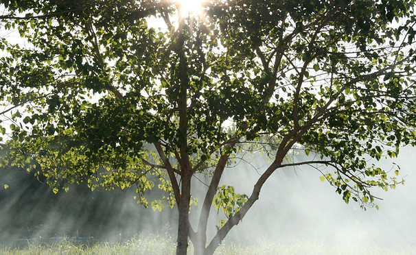 Misty Sunbeams