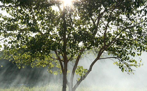 Misty Sunbeams
