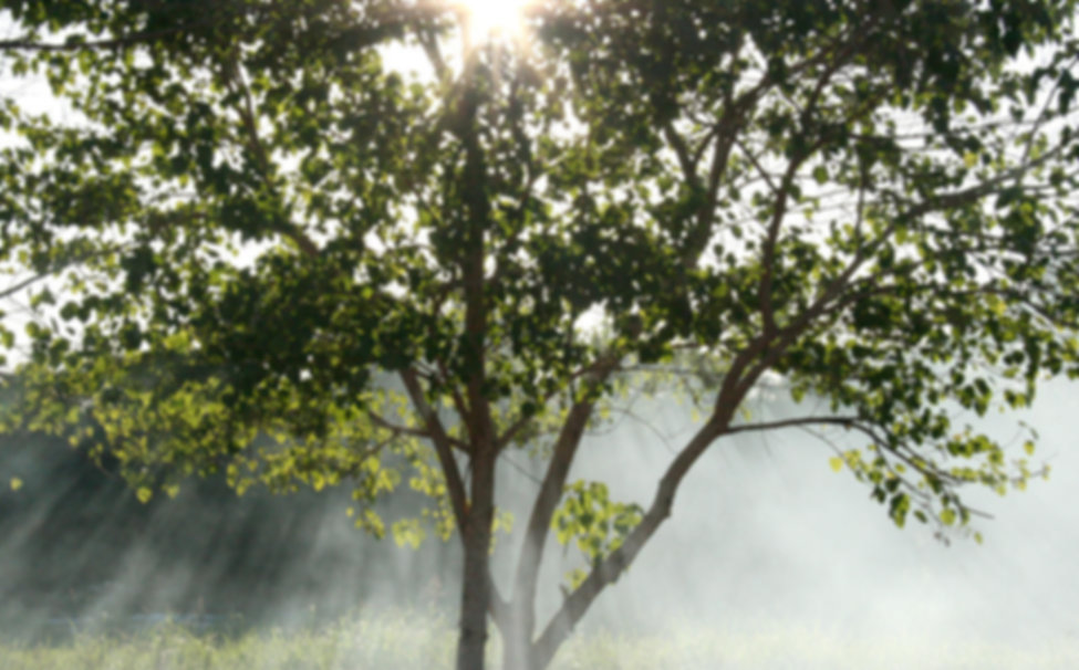 Misty Sunbeams