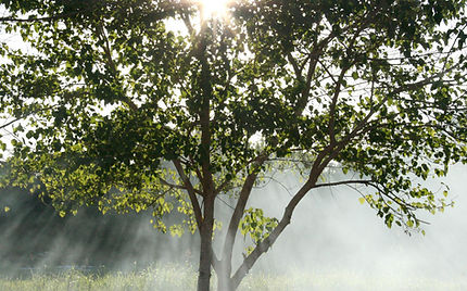 Tree Of Life