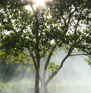 Misty Sunbeams 