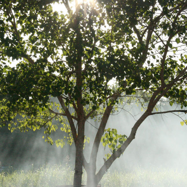 Sunlit Tree Scene