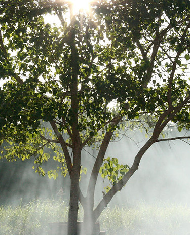Misty Sunbeams