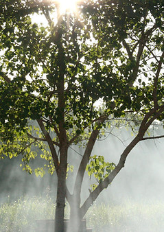 Sunlit Tree Scene
