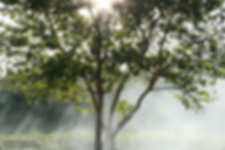 Misty Sunbeams