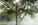 Les arbres ne font rien, ils sont…