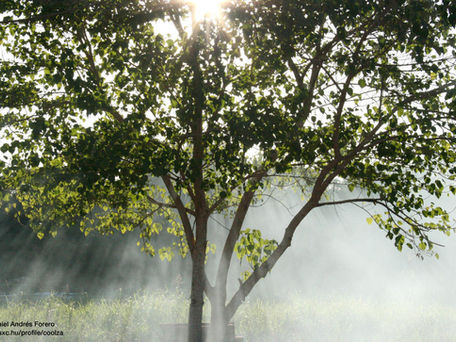 光の調整で、アルツハイマー病の睡眠と活動性が改善できるか?