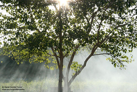 Misty Sunbeams