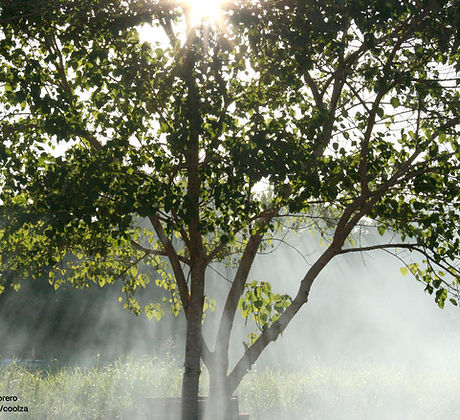Misty Sunbeams 