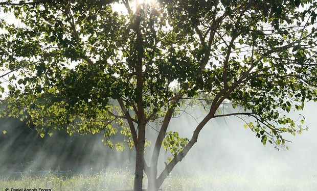 Misty Sunbeams