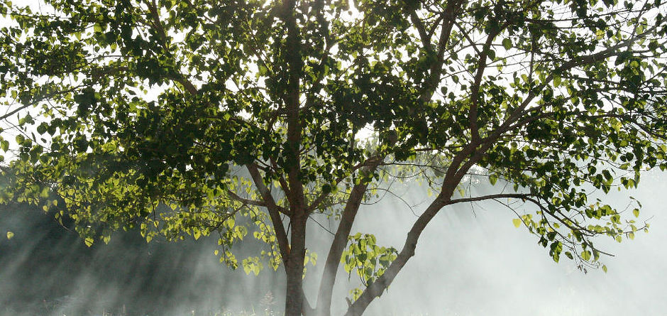 Misty Sunbeams