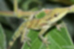 ree