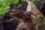 ree