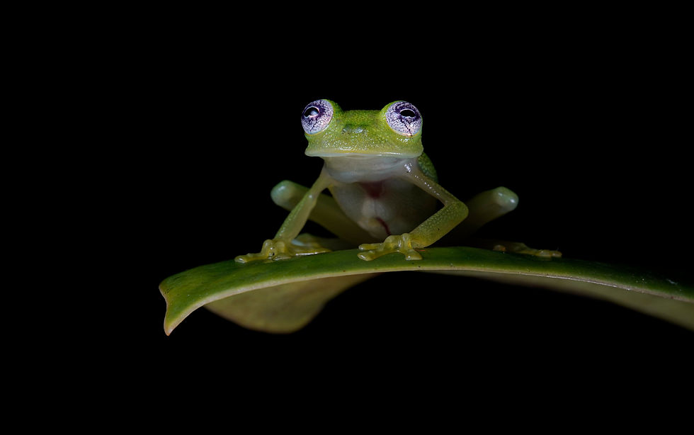 H dianae_edited.jpg