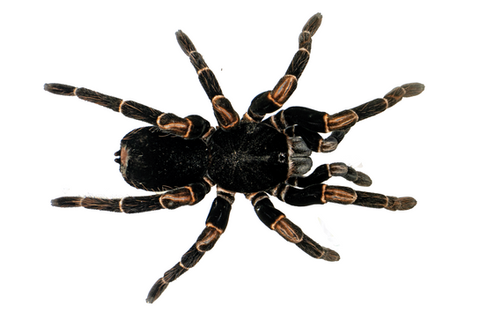 Costa Rica's Tarantulas
Theraphosidae, Abdomegaphobema mesomelas,