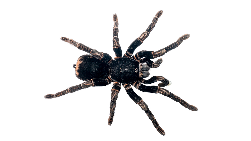 Figure 1. Adult Abdomegaphobema peterklaasi (Theraphosidae: Theraphosinae), showing the characteristic uniformly dark coloration and reduced contrasting leg pattern typical of the species. Photograph by Cristian Porras Ramírez, Costa Rica.