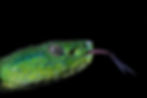 Bothrechis laterlis.jpg