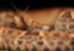 VIPER EXPEDITION.jpg