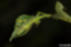 ree