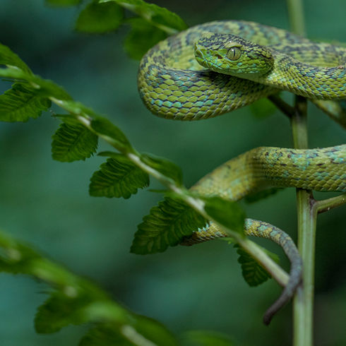 Guatemala Herping Expedition