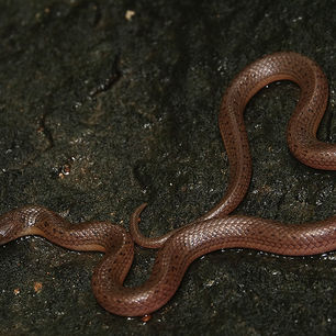 Hydromoprphus concolor, Uvita, Costa Rica_DSC05552.jpg