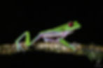 COSTA RICA PACIFIC HERPING EXPEDITION.jpg