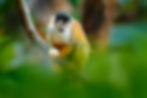 Corcovado Wild Expedition.jpg