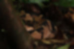 Osa Wild Expedition.jpg