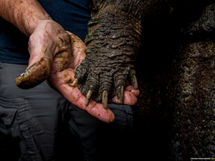 CRWILD and Turtle Survival Alliance Join Forces for Freshwater Turtle Research in Costa Rica.