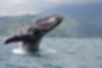 osa-wild-expedition Whale.jpg