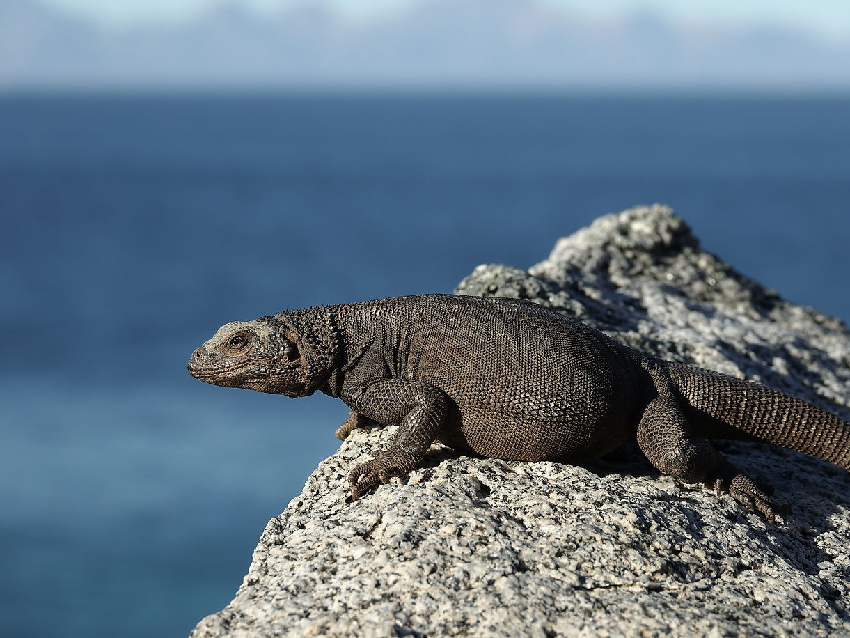 Baja California Expedition