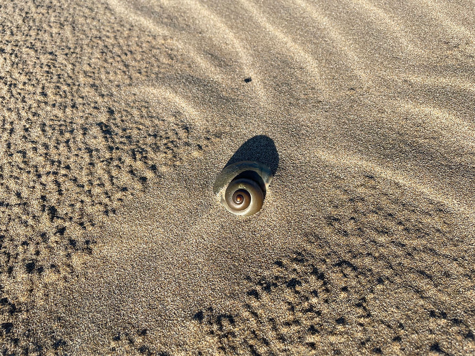 Schneckenhaus am Strand