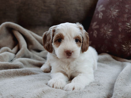 The Chocolates Have My Heart